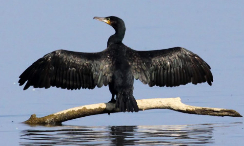 Cormorani