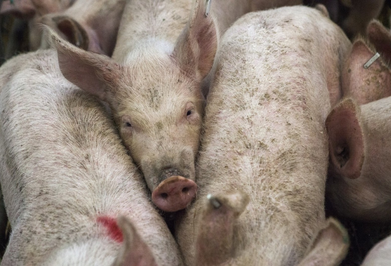 Porci