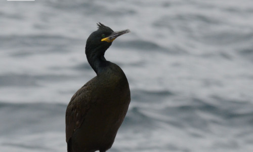 cormoran motat