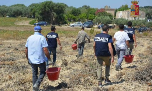 Muncitori români în Italia, pe plantații