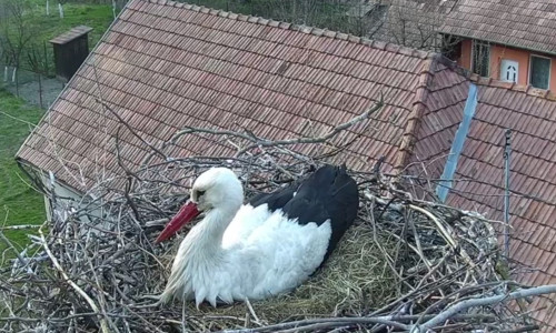 Barză în cuib
