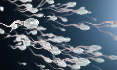 Spermatozoizi
