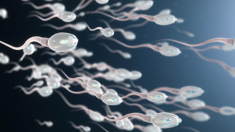 Spermatozoizi
