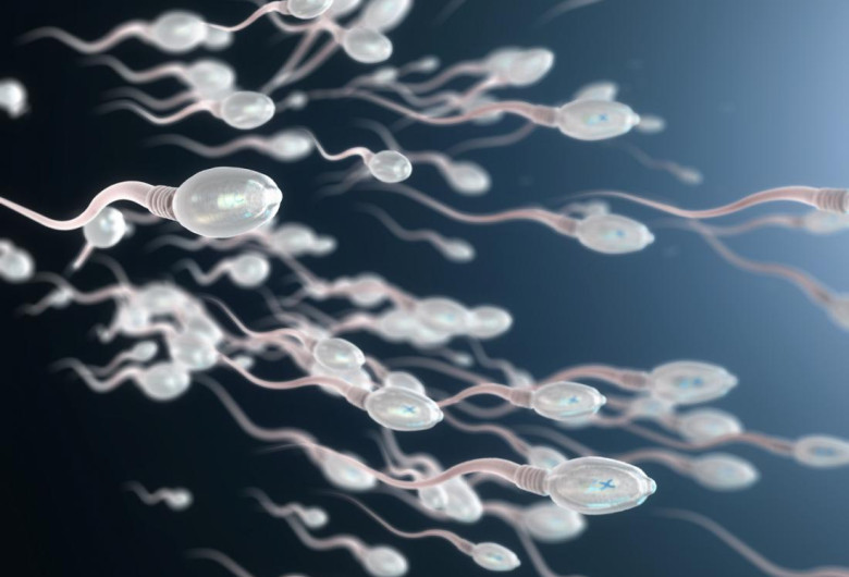 Spermatozoizi