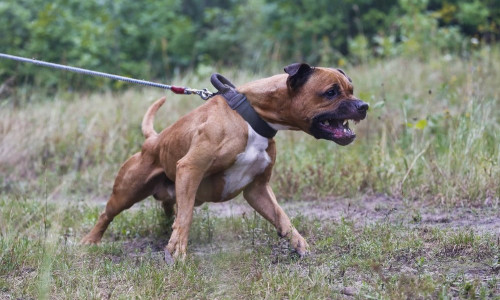 Pitbull în lesă, câine agresiv