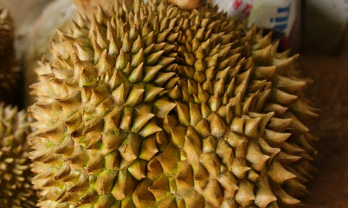 Fruct de durian