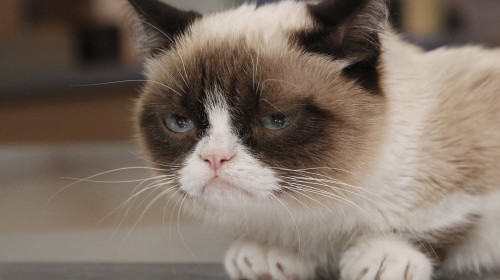 Grumpy Cat