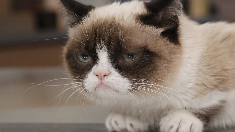 Grumpy Cat