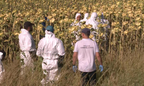 Percheziții, căutări, Poliția Criminalistică într-un lan de floarea soarelui, Gheorghe Dincă