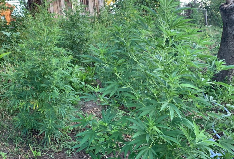 Plantații de cannabis