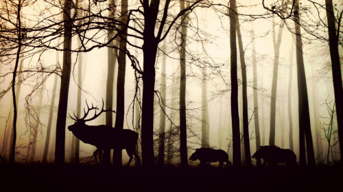 Animale în pădure