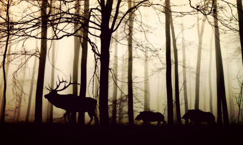 Animale în pădure
