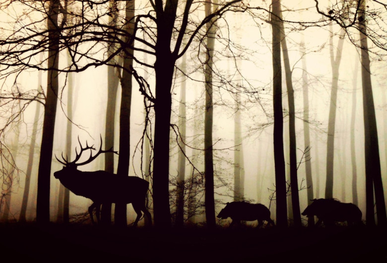 Animale în pădure
