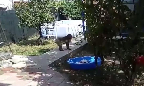 maimuta bucuresti