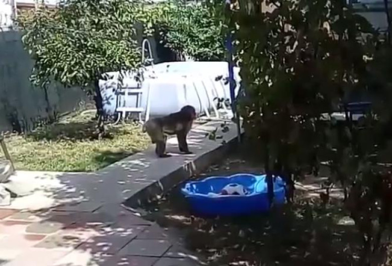 maimuta bucuresti