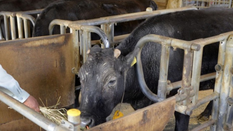 Prima vacă clonată din lume, Kaga