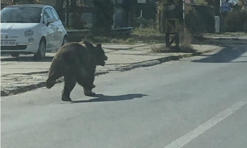 Urs pe stradă