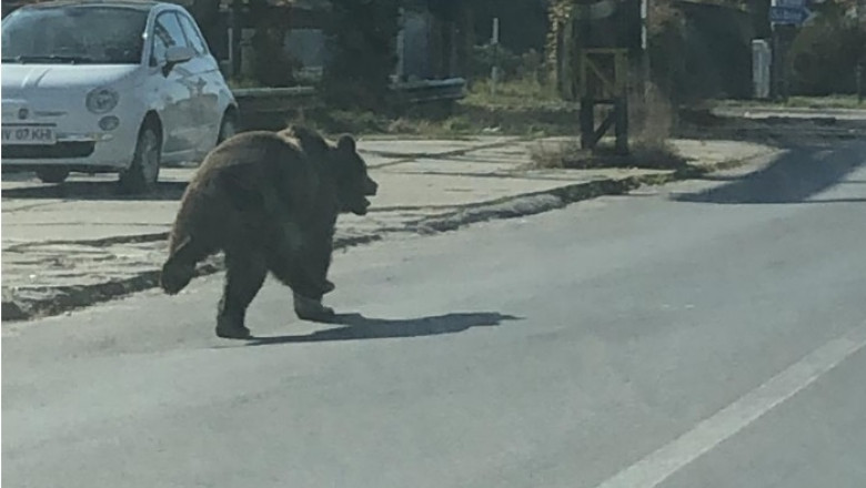 Urs pe stradă