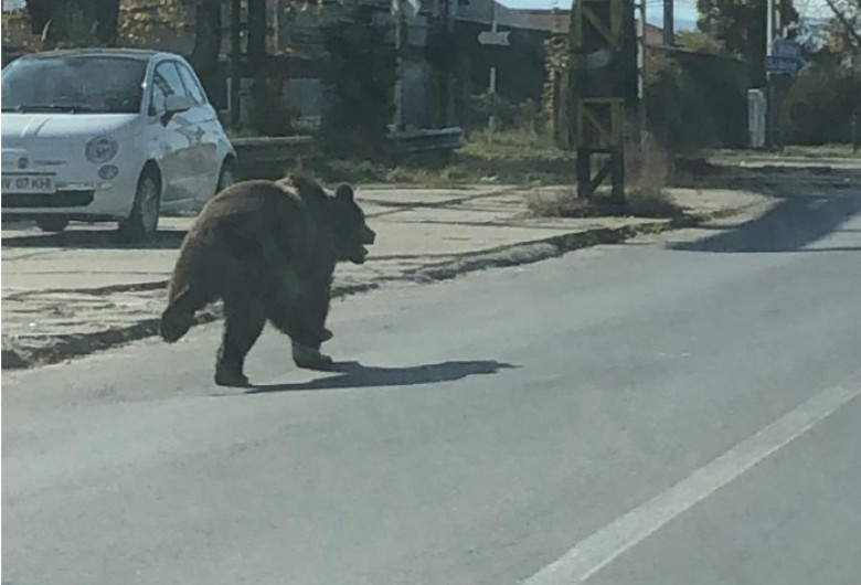 Urs pe stradă