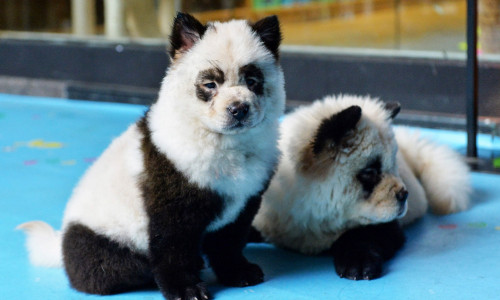 caini panda