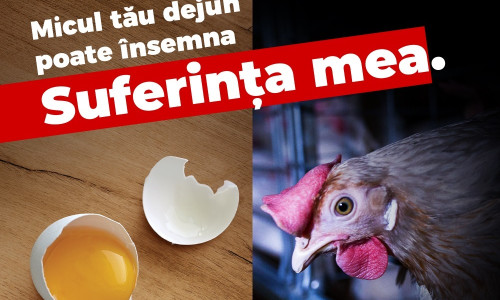 Găini în baterii, ouă stresate