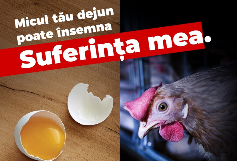 Găini în baterii, ouă stresate
