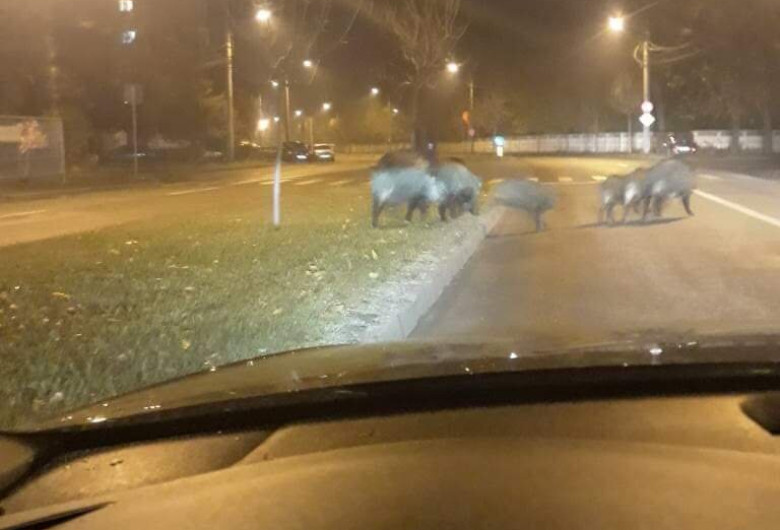 mistreti craiova1