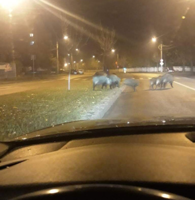 mistreti craiova1
