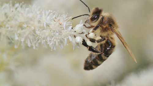 Polenizare, albină, insectă, floare