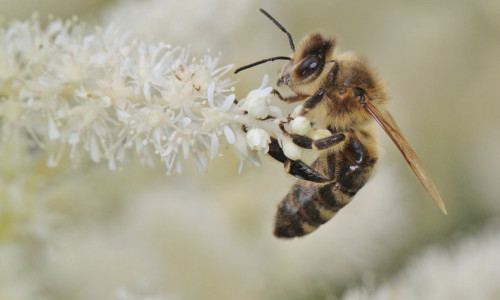 Polenizare, albină, insectă, floare