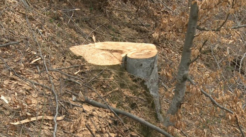 Copac tăiat, defrișări ilegale, mafia lemnului, pom