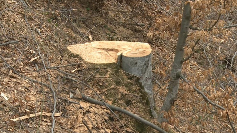 Copac tăiat, defrișări ilegale, mafia lemnului, pom