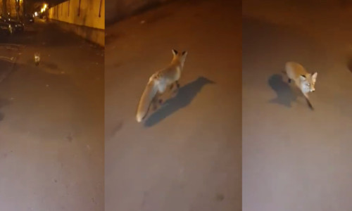 Vulpe prin București