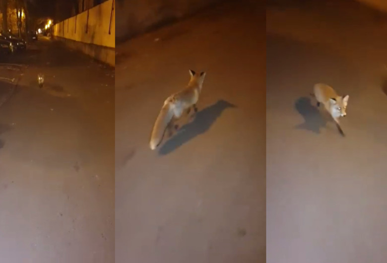 Vulpe prin București