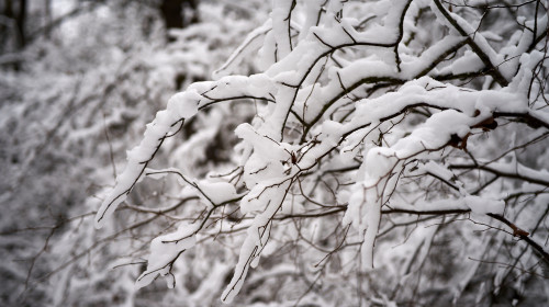 White,Snow,On,A,Bare,Tree,Branches,On,A,Frosty