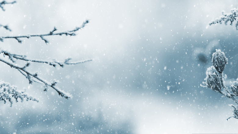 Winter,Atmospheric,Landscape,With,Frost-covered,Dry,Plants,During,Snowfall.,Winter