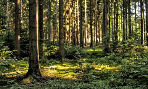 Forest,Trees,With,Sunlight,Pouring,Through,At,Sunset,In,The