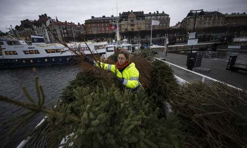 brazi de craciun suedia