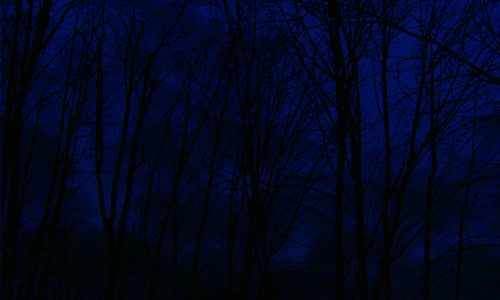 Bare,Tree,Branches,In,February,Weather,,Against,Blue,Sky,,Contrast