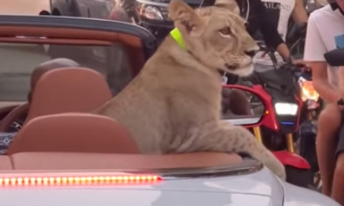 O femeie și-a plimbat puiul de leu într-un Bentley