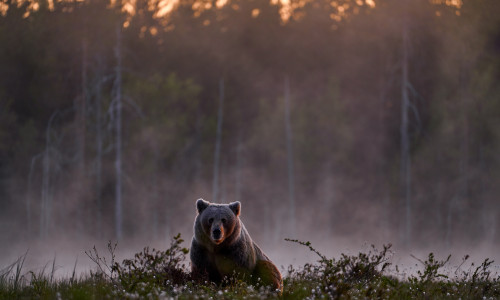 Night,Fog,In,Taiga,,Ear,Hidden,In,Yellow,Forest.,Autumn