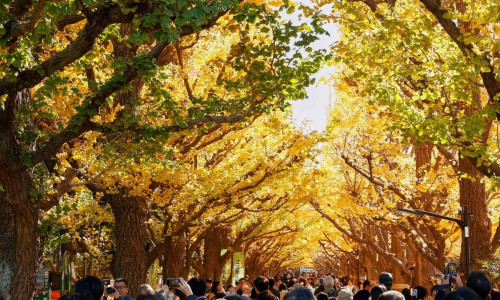 Autumn in Tokyo: Meiji Jingu Gaien
