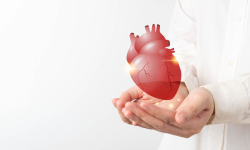 World,Heart,Day.,Doctor,Hands,Holding,Healthy,Heart,Organ,Anatomy.