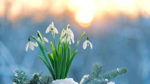 Spring,Nature,Background.,Blossom,White,Snowdrop,Flowers,In,Snow,,Abstract