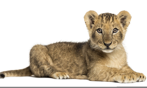 Side,View,Of,A,Lion,Cub,Lying,,Looking,At,The