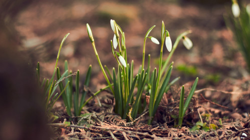 February-march,Snowdrops,-,A,Climatic,Shot.,Perfect,For,A,Bouquet.