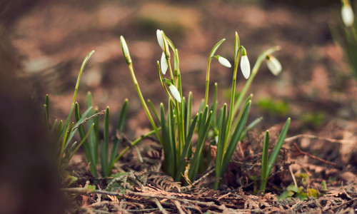 February-march,Snowdrops,-,A,Climatic,Shot.,Perfect,For,A,Bouquet.