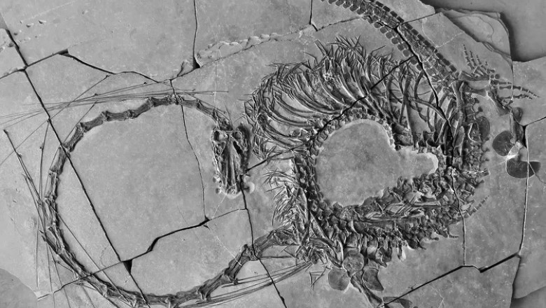 fosilă dragon china