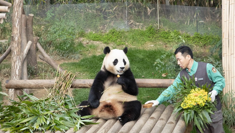 ursul panda Fu Bao
