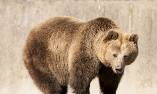 Brown,Bear,In,Autumn